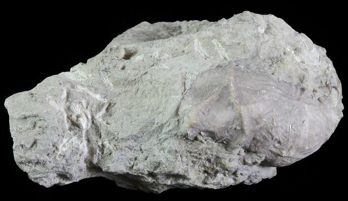 Crinoid Calyx (Dolatocrinus) - Alpena, Michigan #68846